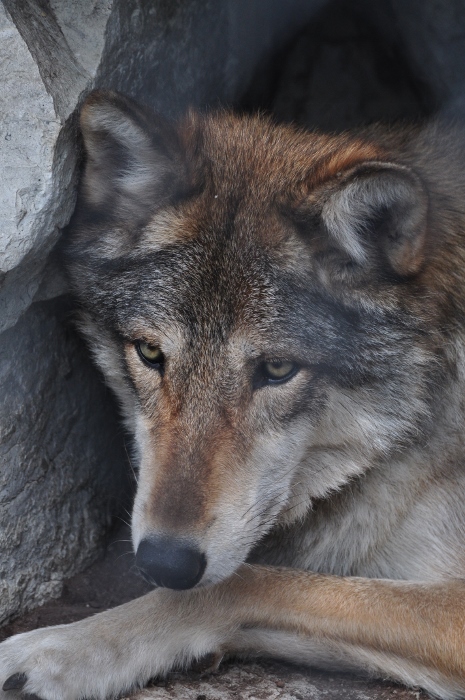 wolf